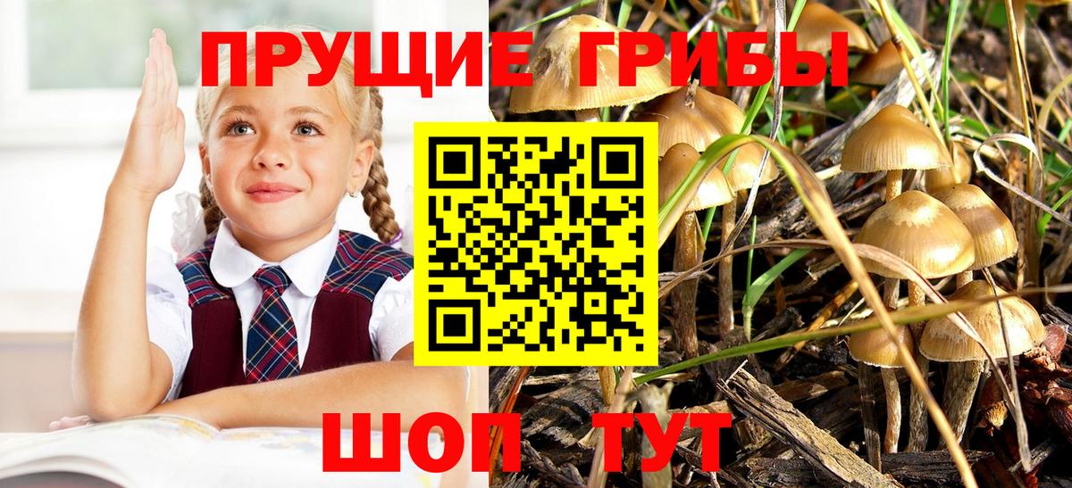 Галлюциногенные грибы Psilocybine cubensis Партизанск
